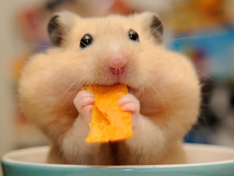 Hamster đuôi dài meme thể hiện nét đáng yêu đặc biệt của chuột hamster.