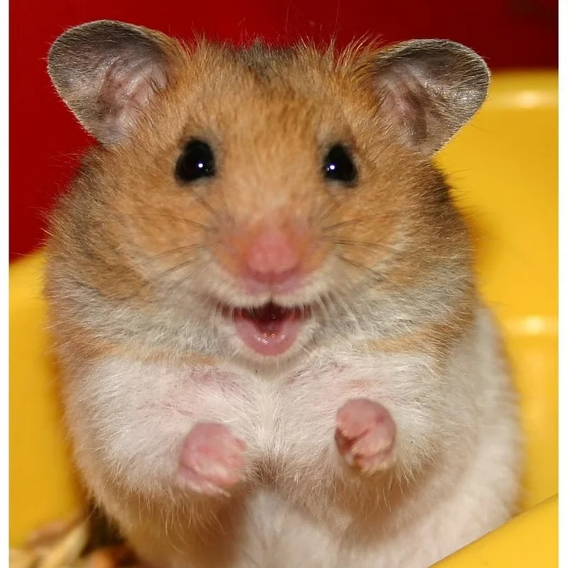 Chuột hamster meme luôn là lựa chọn tuyệt vời cho những ai yêu thích sự dễ thương.