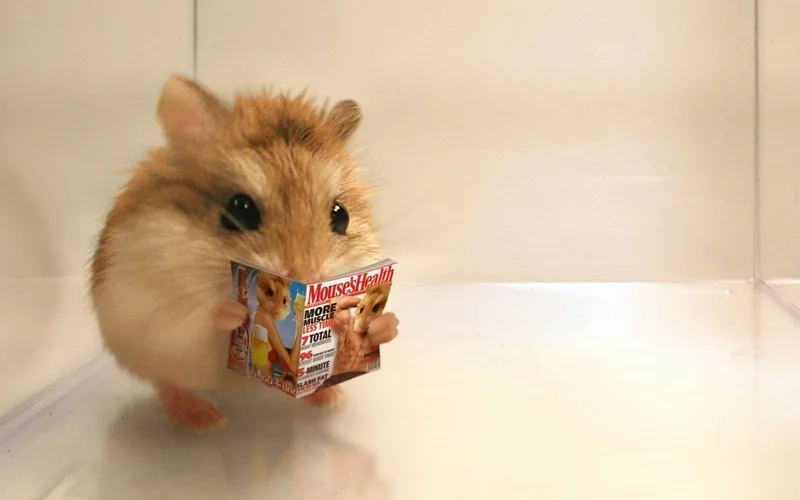 Meme hamster sợ hãi cực kỳ đáng yêu, khiến bạn không thể không bật cười.