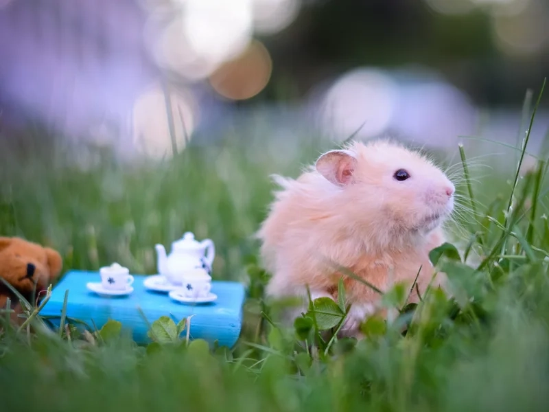 Meme hamster với những biểu cảm hài hước luôn là lựa chọn tuyệt vời để chia sẻ.