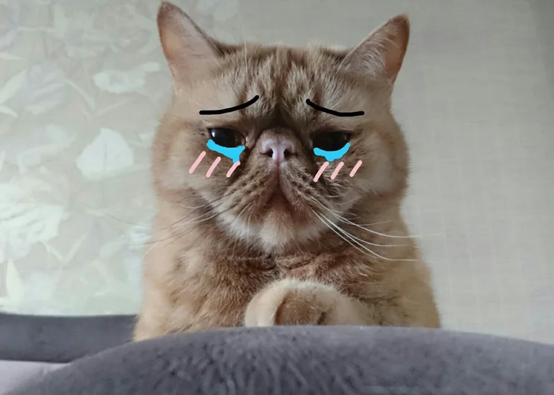 Cat crying meme khiến bạn phải yêu thích và chia sẻ ngay lập tức.