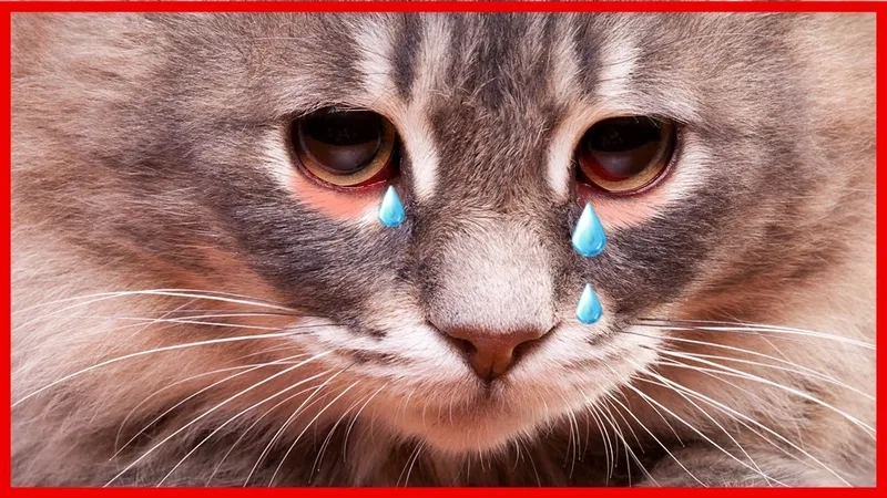 Cry cat meme này chắc chắn sẽ khiến bạn cảm thấy thú vị.