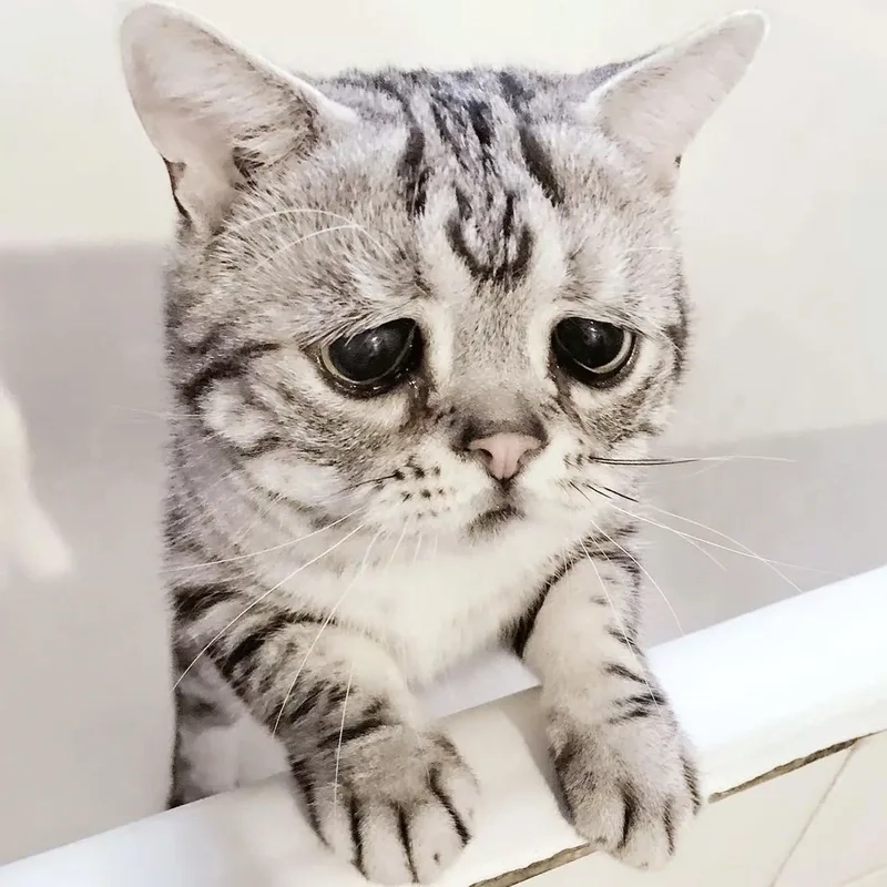 Cat meme crying là hình ảnh cực kỳ dễ thương mà bạn không thể bỏ qua.