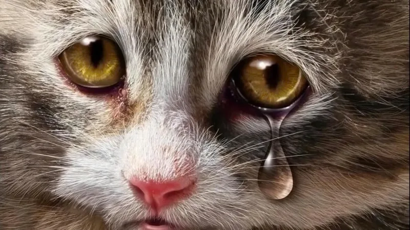 Meme crying cat với biểu cảm dễ thương khiến bạn không thể nhịn cười.