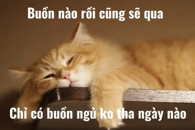 Ảnh meme đi ngủ giúp bạn nhắc nhở bạn bè đã đến lúc đi ngủ.