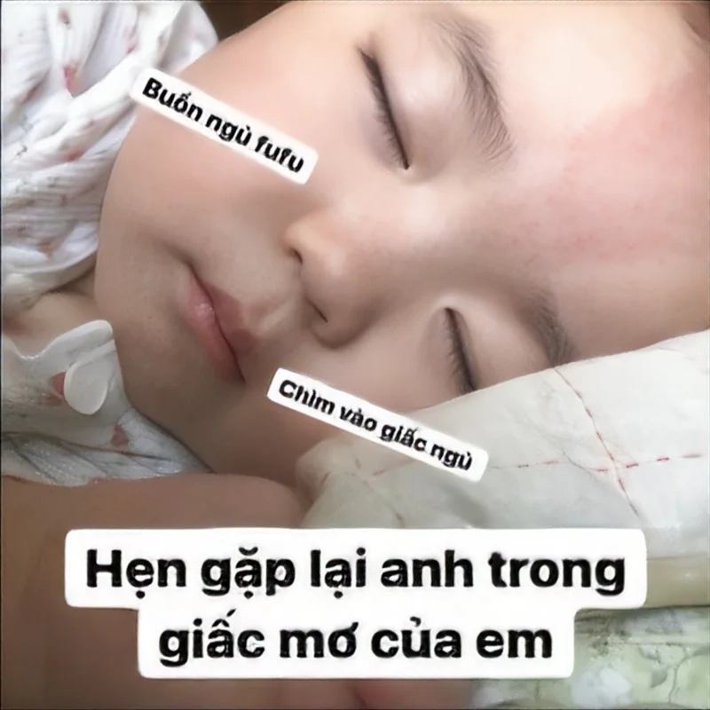 Meme mèo mất ngủ là sự đồng cảm tuyệt vời cho những ai thức khuya.