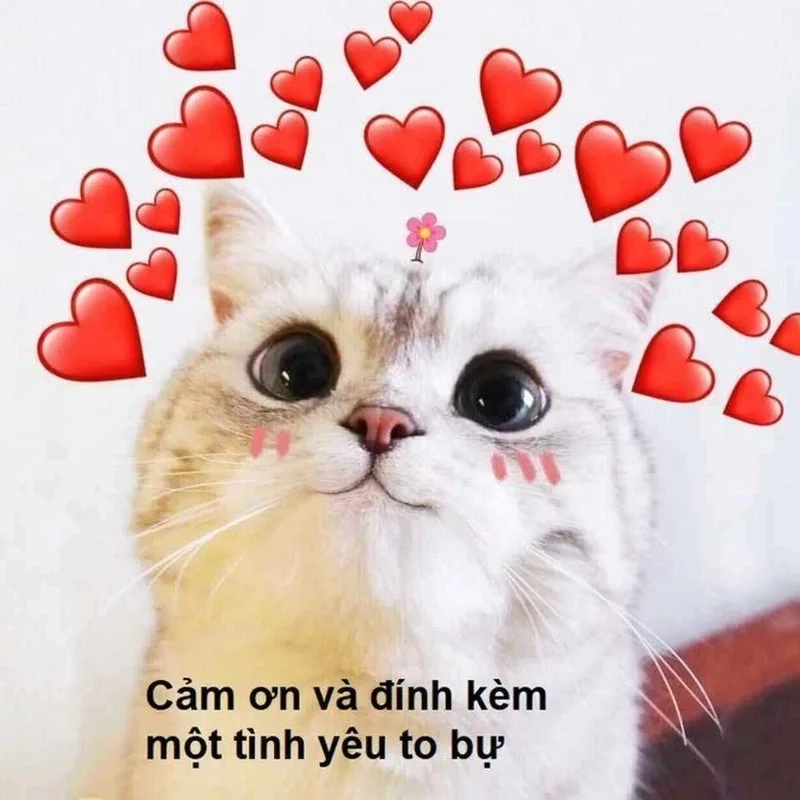 Meme về tình yêu luôn ngập tràn cảm xúc ngọt ngào.