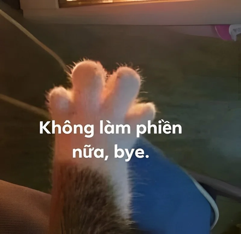 Ảnh chào tạm biệt meme là những hình ảnh vui nhộn về lời chia tay.