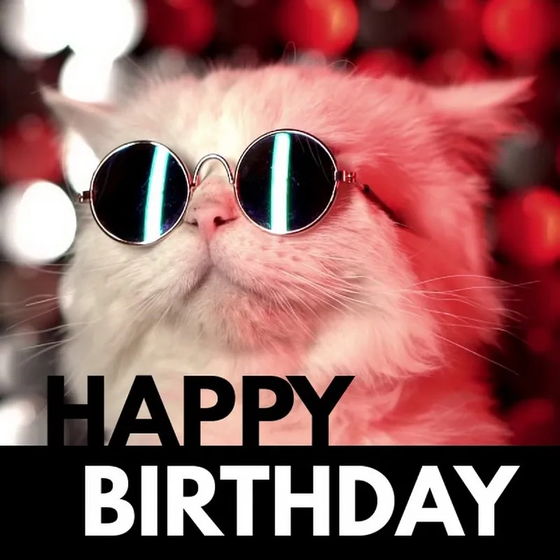 Làm bữa tiệc sinh nhật thêm phần đặc biệt với meme happy birthday meme cat đáng yêu.