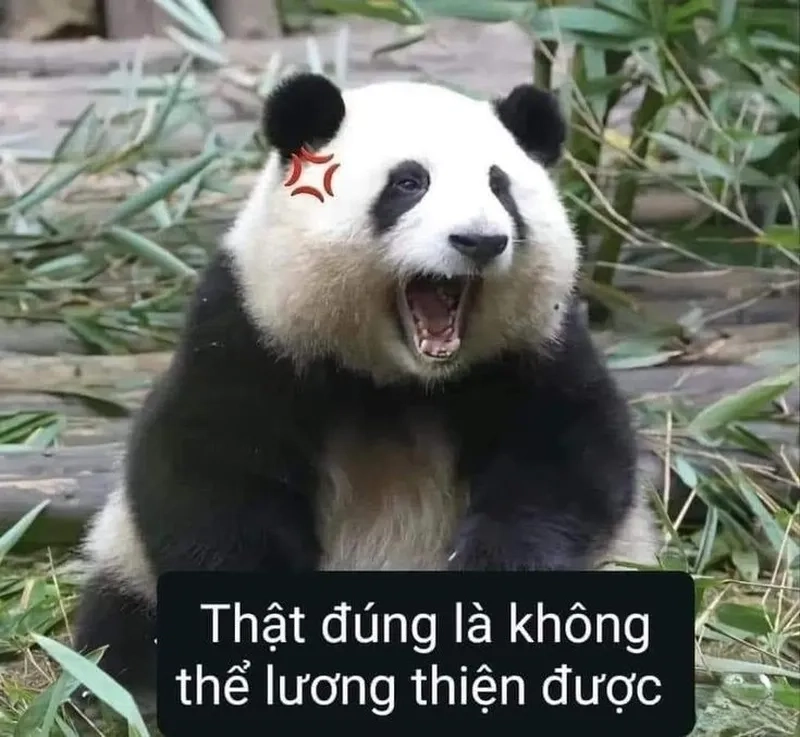 Meme bựa không chữ nhưng vẫn khiến bạn phải bật cười vì sự hài hước của nó.