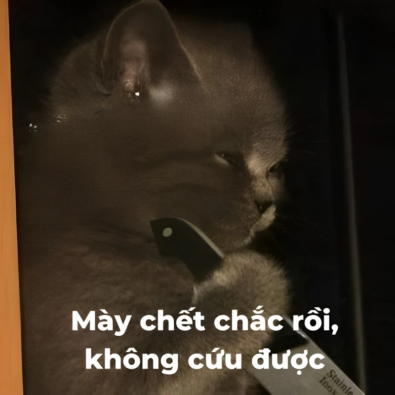 Meme còn cứu đc là khoảnh khắc hy vọng trong khi mọi thứ đã gần như hết cứu.