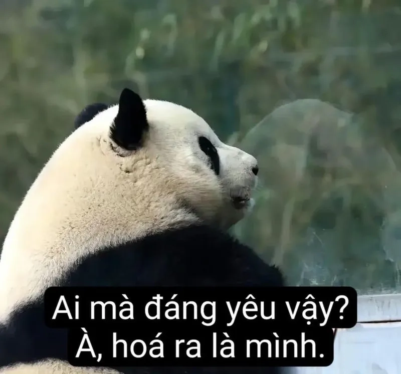 Những ảnh hài hước meme gấu trúc chắc chắn khiến bạn phải cười.