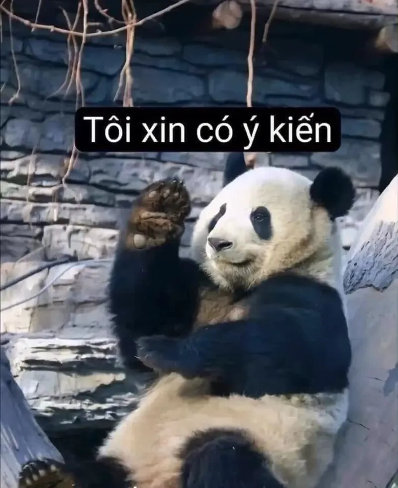 Hình ảnh meme gấu trúc buồn ngủ mang lại cảm giác thư giãn và dễ chịu.