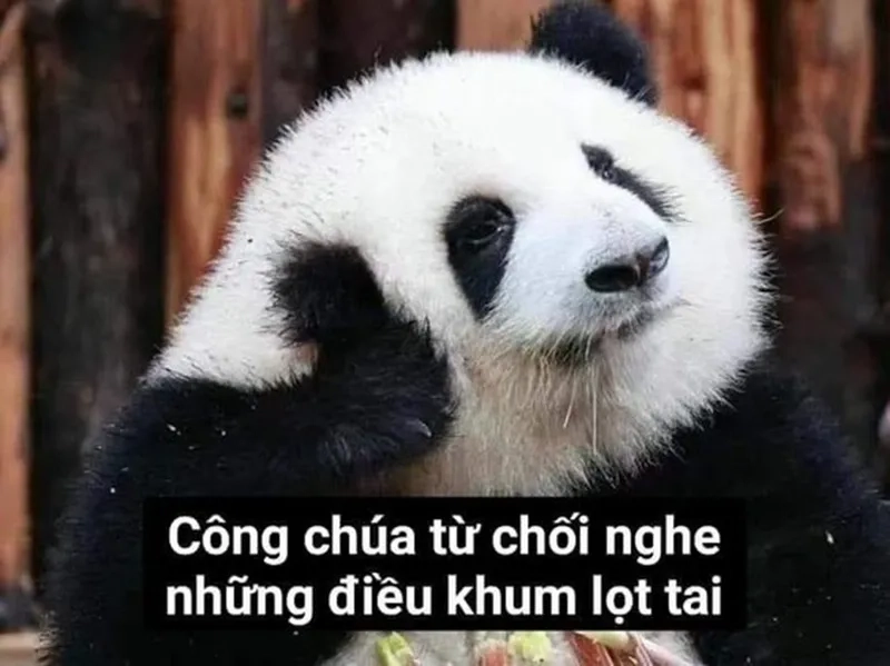 Cùng cười thả ga với meme gấu trúc thức khuya siêu hài hước.