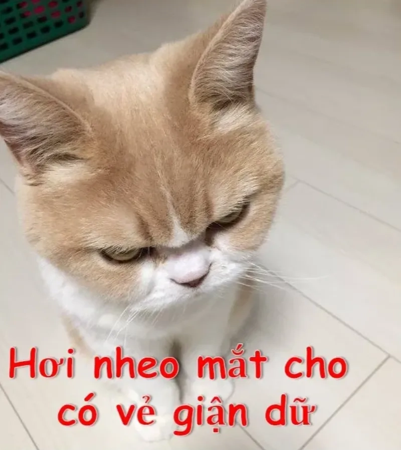 Meme xin lỗi hài hước giúp bạn xin lỗi một cách thật đáng yêu.