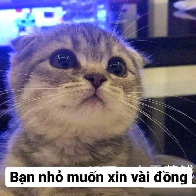 Meme này cho thấy bạn có thể 