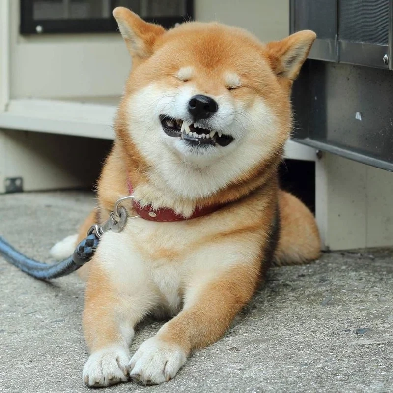 Chia sẻ ngay ảnh chó Shiba meme để mang lại những tràng cười sảng khoái cho bạn bè!