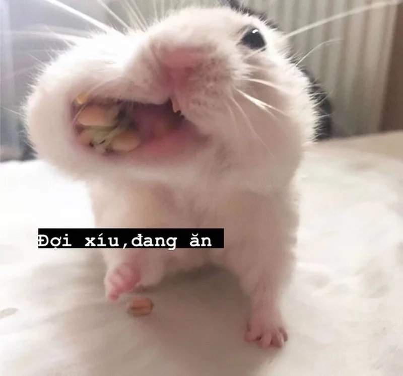 Meme con chuột hamster đem lại khoảnh khắc vui nhộn trong ngày.