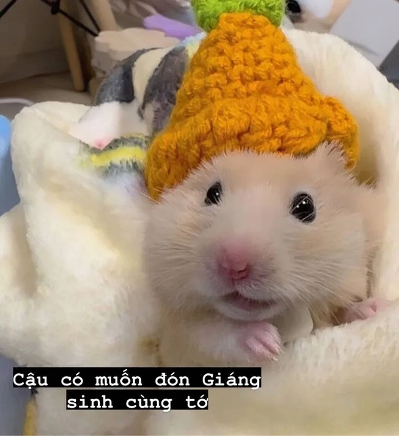 Meme ảnh chuột hamster bựa gây bão mạng xã hội.