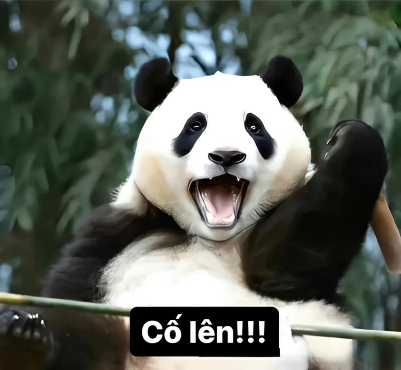 Meme cố lên nào giúp bạn vực dậy sau những khó khăn.