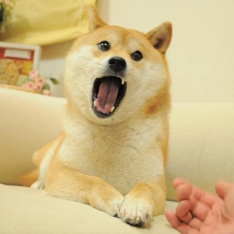 Cheems doge meme png đem lại sự tiện lợi cho người dùng muốn chia sẻ meme một cách dễ dàng.