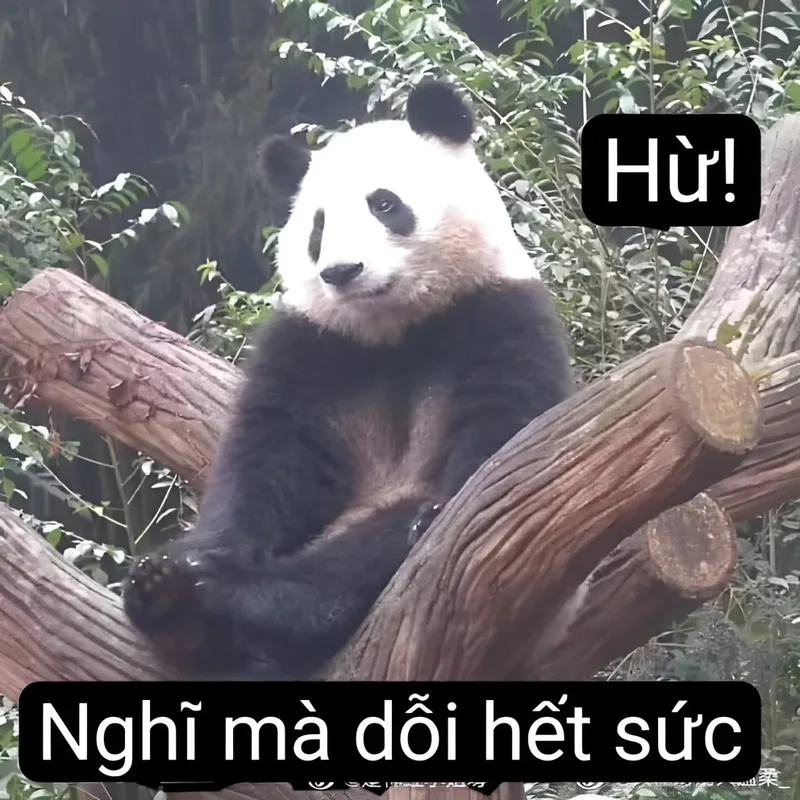 Meme gấu trúc hài khiến bạn bật cười vì những biểu cảm cực kỳ ngộ nghĩnh.