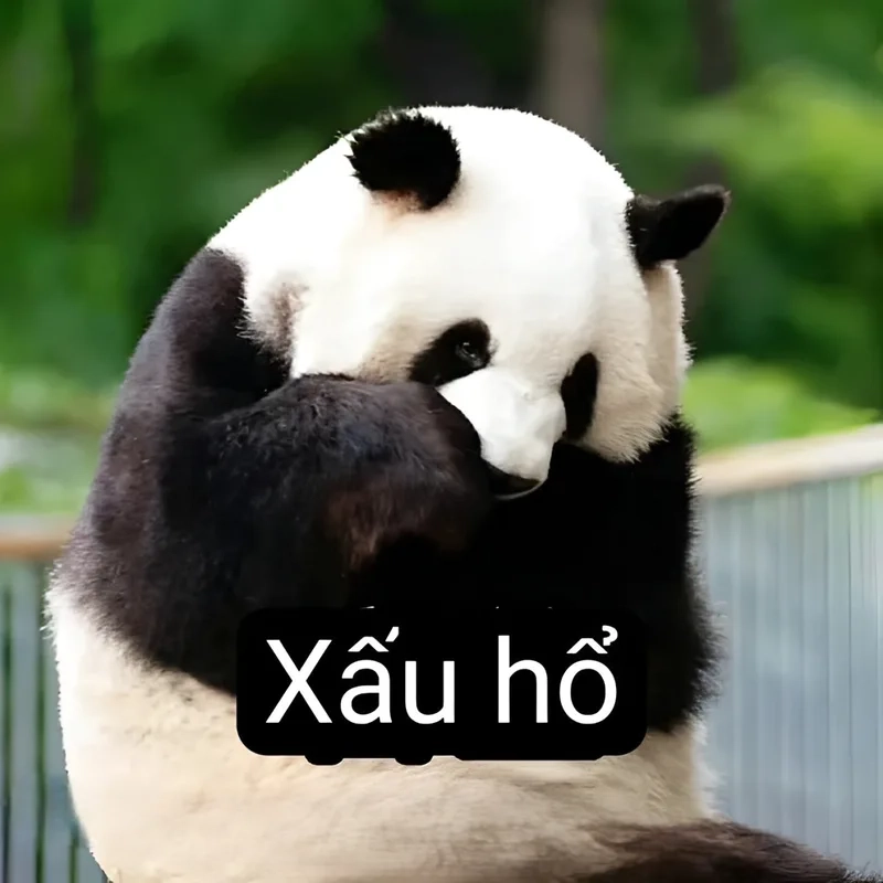 Meme gấu trúc buồn là một biểu hiện cảm xúc đặc biệt, làm trái tim người xem tan chảy.