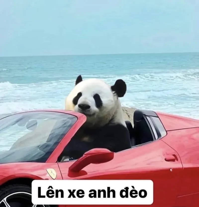 Meme gấu trúc đơn giản nhưng lại luôn làm người xem bật cười vì sự dễ thương.