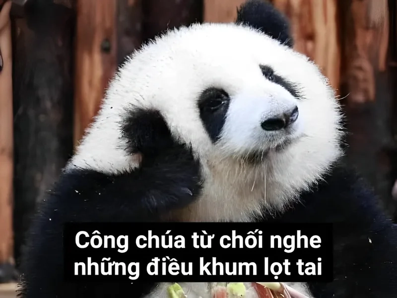 Hài hước meme gấu trúc là món quà tuyệt vời cho những ai yêu thích sự vui nhộn.