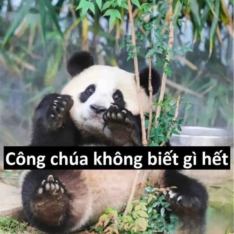 Meme ếch xanh khóc là hình ảnh dễ thương kết hợp với biểu cảm đau khổ mang lại tiếng cười.