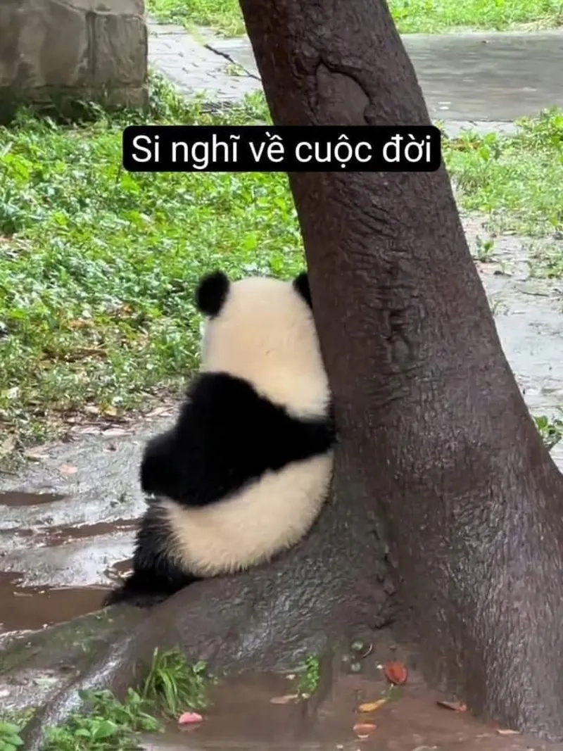 Hình meme khóc là những bức ảnh dễ thương thể hiện nỗi buồn một cách hài hước, thu hút người xem.