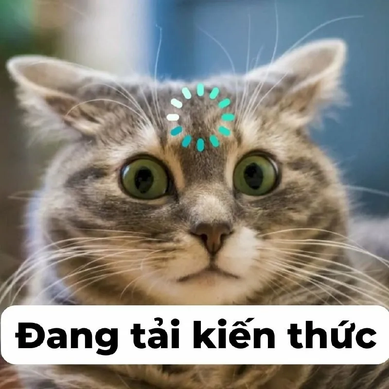 Meme ảnh chuột hamster hài hước chắc chắn sẽ khiến bạn mỉm cười.