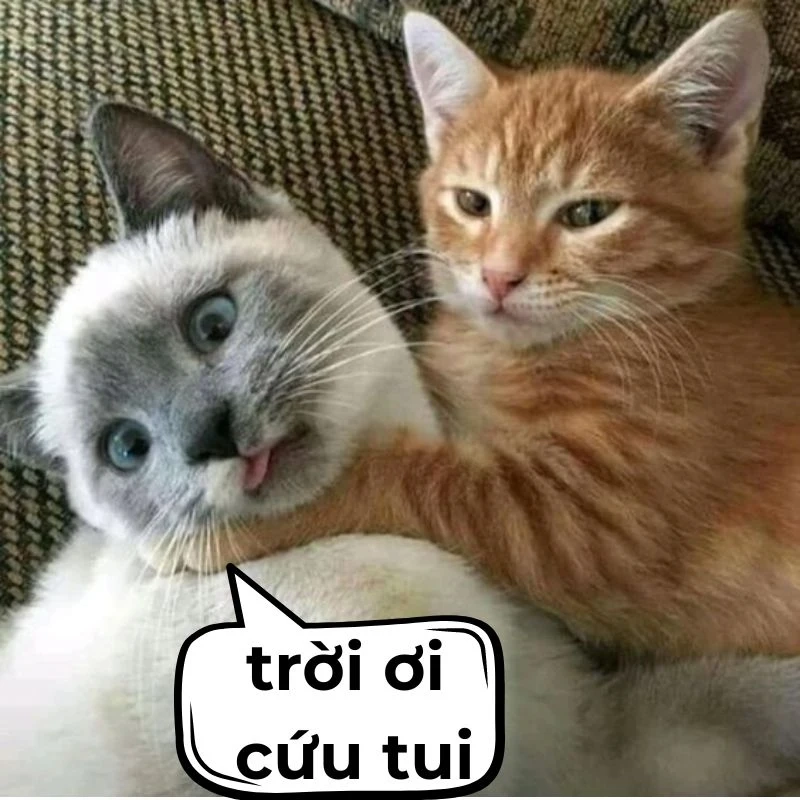 Meme hết cứu liên quân gây tiếng cười cho những tình huống tưởng như không thể thay đổi.