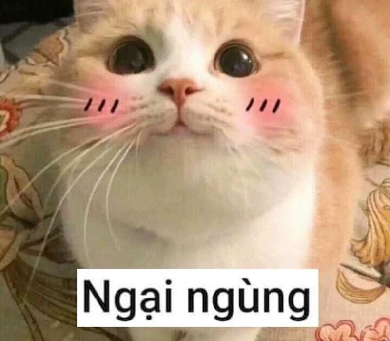 Meme thỏ hồng ngại rất dễ thương với biểu cảm ngượng ngùng, mang lại sự nhẹ nhàng và hài hước cho người xem.