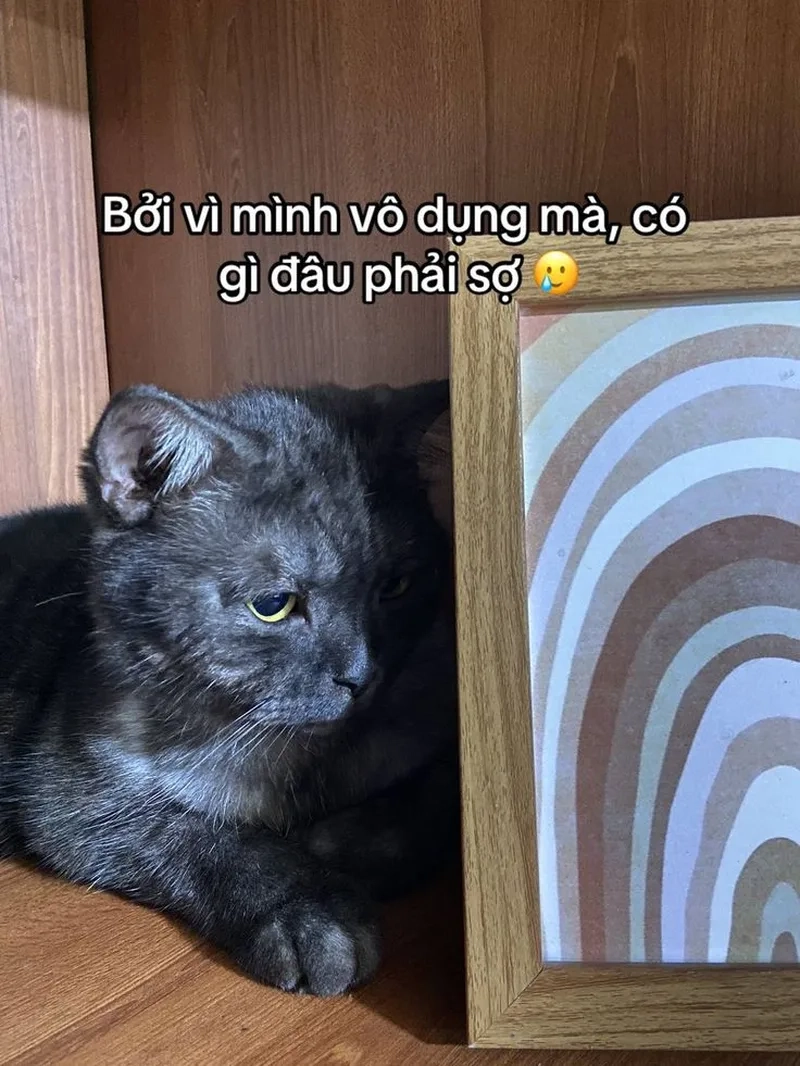 Những meme mèo bựa đáng yêu khiến bạn không thể ngừng cười.