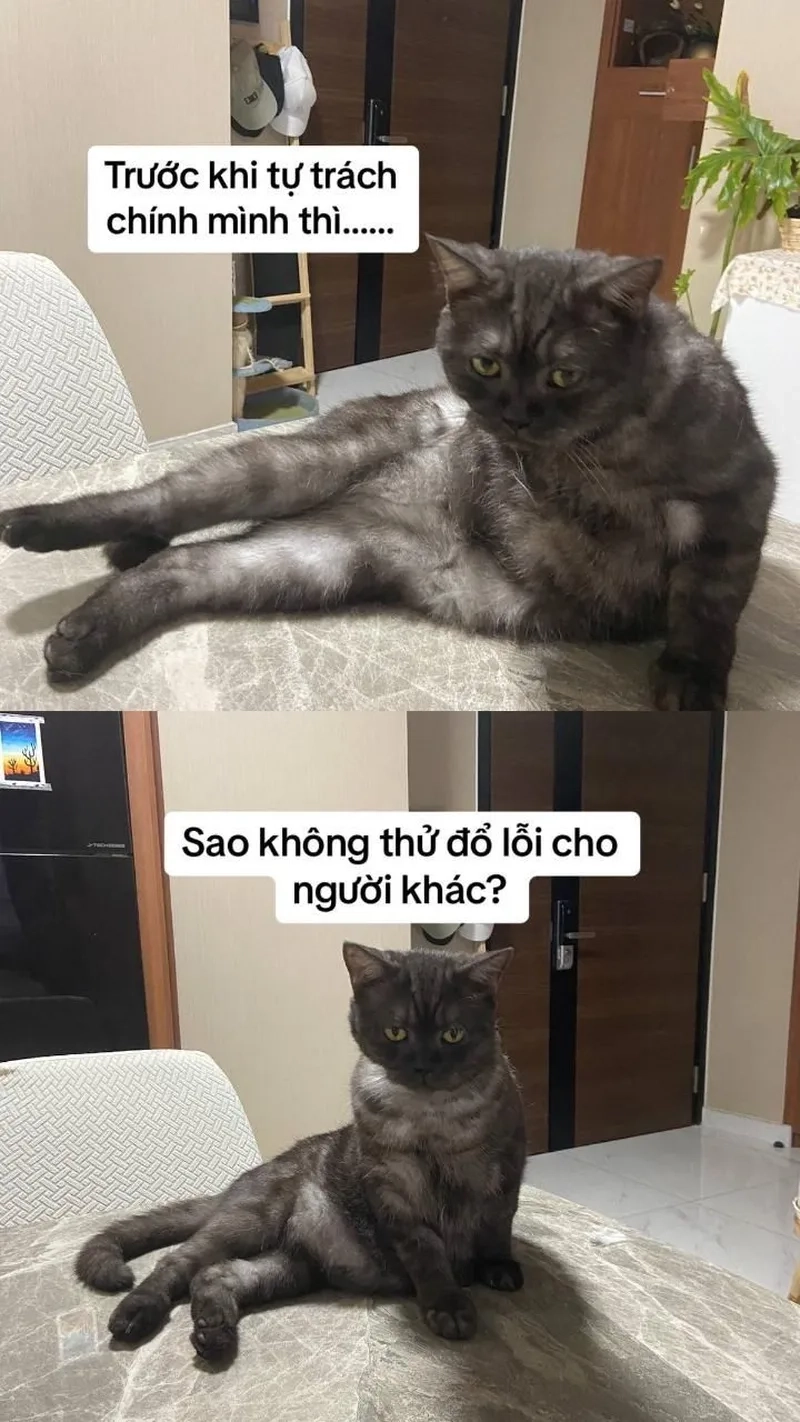 Các meme mèo bựa khiến người xem không thể ngừng thích thú.