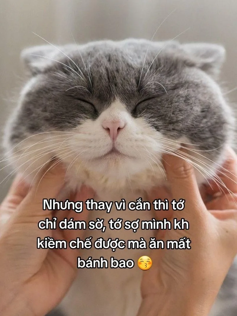 Những hình ảnh mèo meme bựa cực kỳ hài hước và gây sốt mạng xã hội.