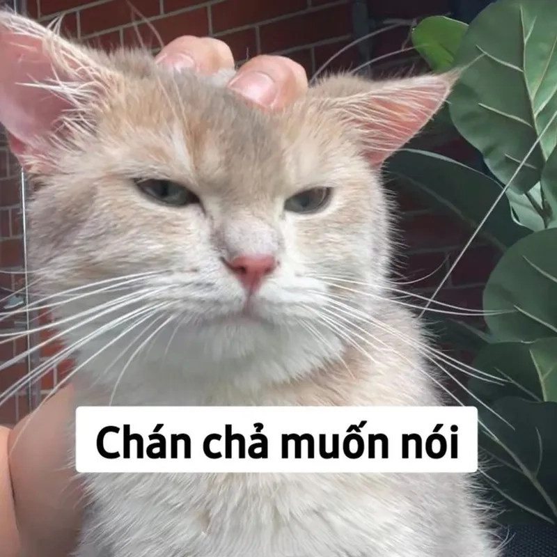 Meme Cheems mèo cầm phóng lợn khiến người xem không thể nhịn cười.