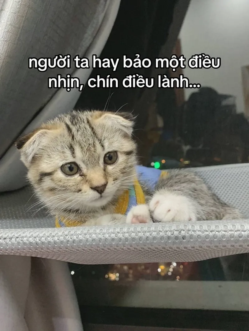 Meme mèo cầm dao gây bất ngờ với sự kết hợp giữa đáng yêu và hài hước.