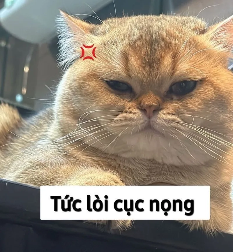 Meme ảnh mèo cầm phóng lợn mang lại sự ngạc nhiên và vui nhộn.