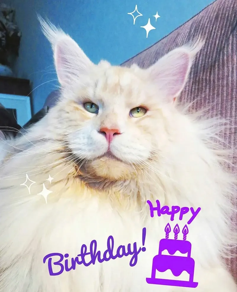 Thêm phần vui nhộn cho ngày sinh nhật với happy birthday meme funny.