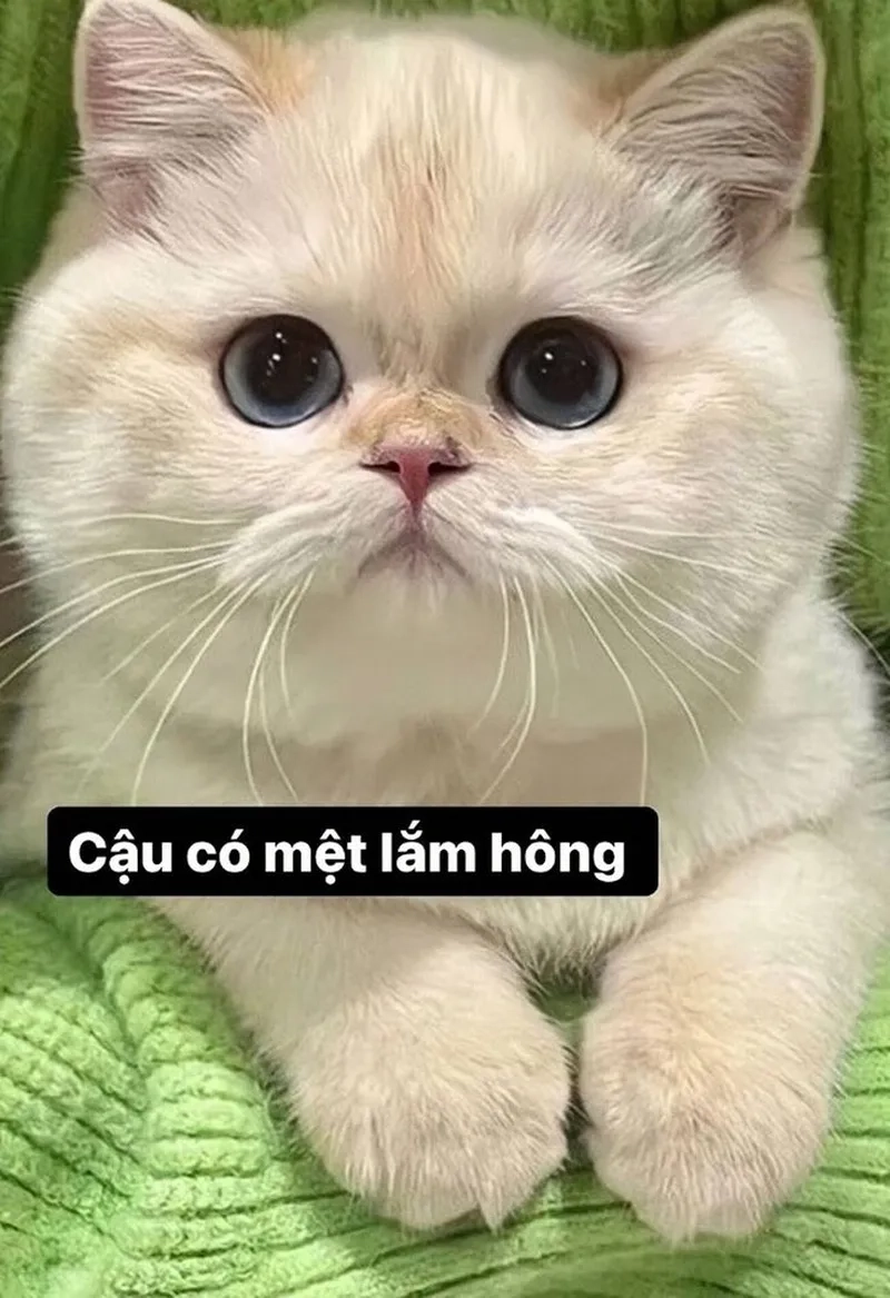 Meme mèo cười nhếch mép đầy tinh quái và vui nhộn.