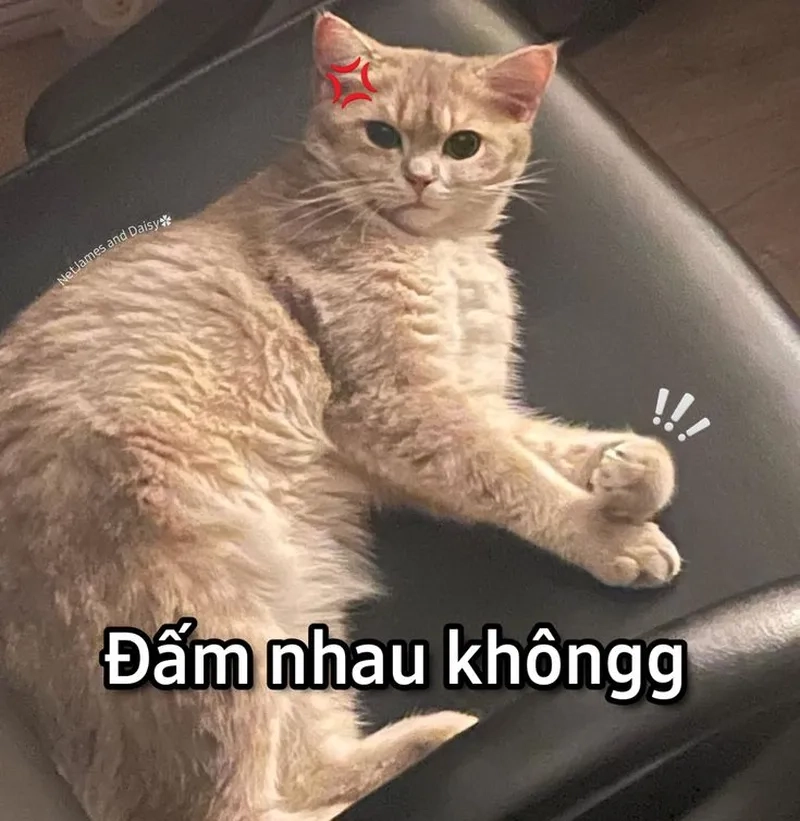 Meme mèo cười nhe răng thật đáng yêu và hài hước.