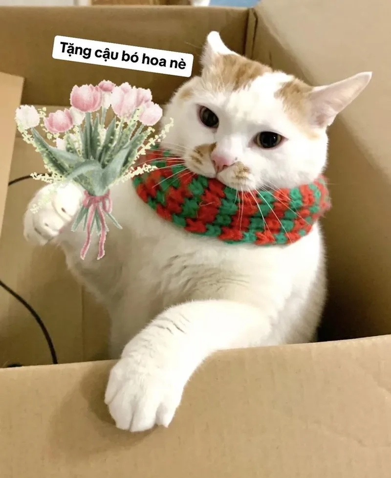 Meme mèo cười đểu khiến bạn không thể ngừng cười.