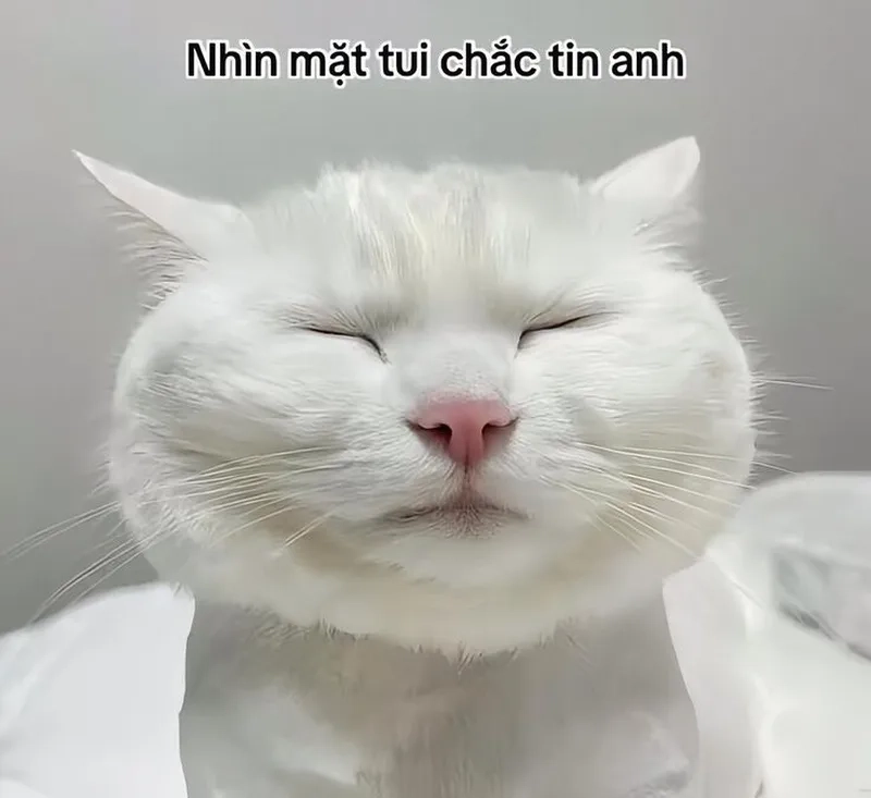 Meme mèo cười haha khiến bạn không thể nhịn cười.