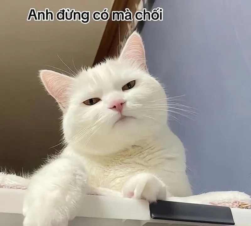 Con mèo cười meme là lựa chọn hoàn hảo cho những ai yêu thích sự dễ thương.