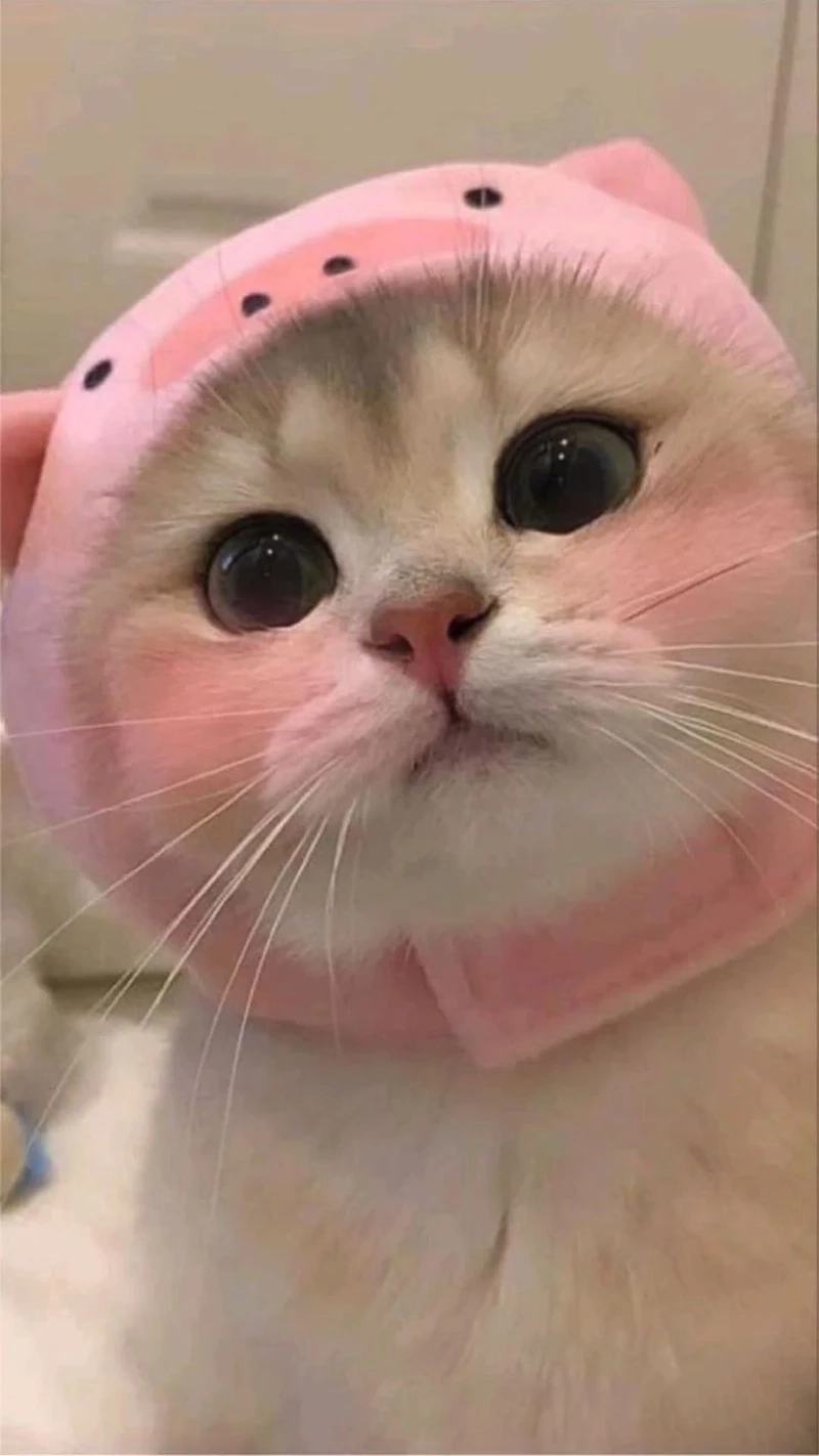 Meme mèo cười cute, thêm chút ngộ nghĩnh cho cuộc sống!