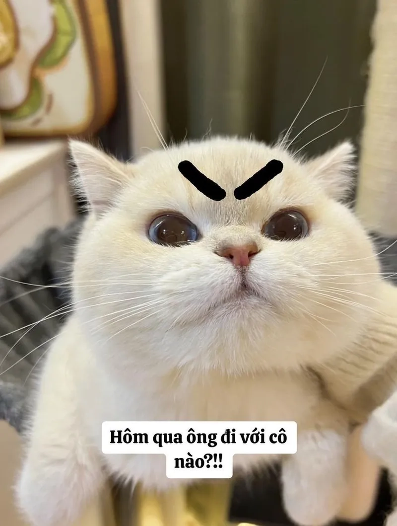 Meme mèo ăn hạt đáng yêu, hình ảnh chân thực làm mọi người bật cười.