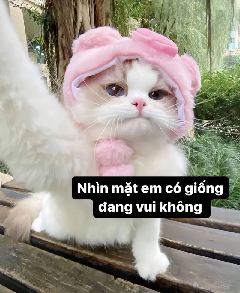 Meme mèo ăn bánh, biểu cảm dễ thương làm “tan chảy” mọi trái tim.