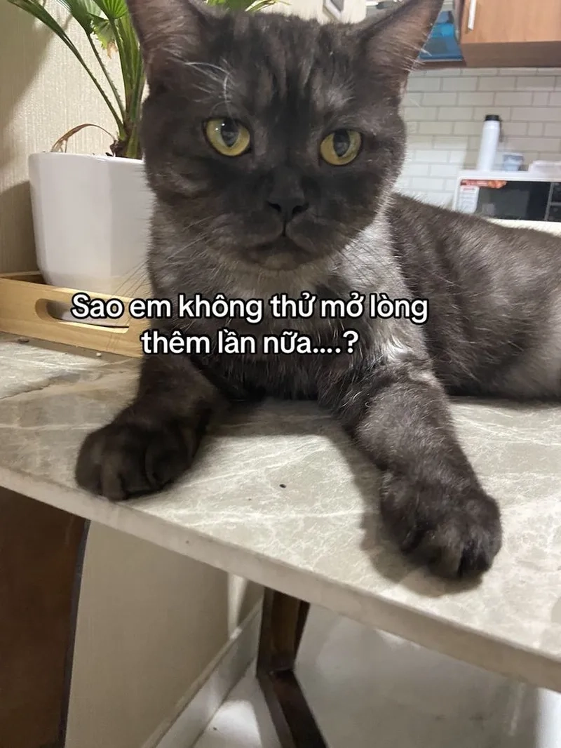 Meme mèo dỗi người yêu, cách thể hiện cảm xúc vừa đáng yêu vừa ngộ nghĩnh.